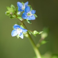 Brooklime